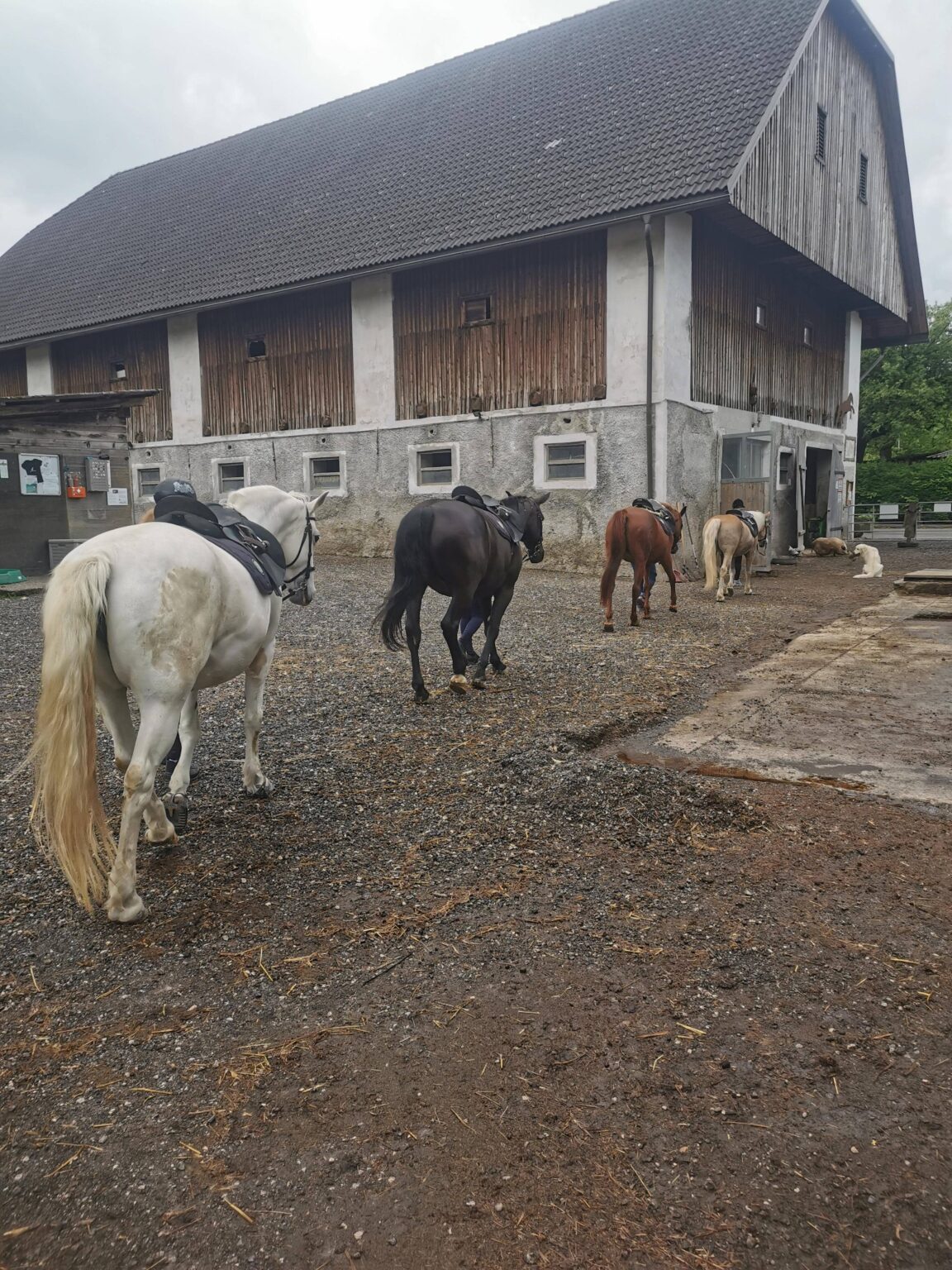 Ponyhof Klip Klapp